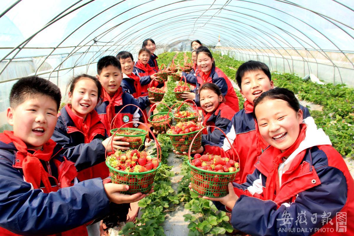 4月2日， 在淮北市濉溪县濉溪镇蒙村周末果蔬种植家庭农场劳动教育实践基地， 蒙村小学学生在体验草莓采摘，感悟劳动价值，体验收获的快乐。